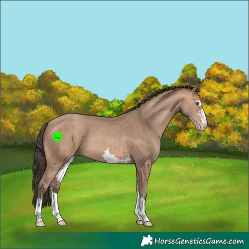 Horse Color:Amber Champagne
