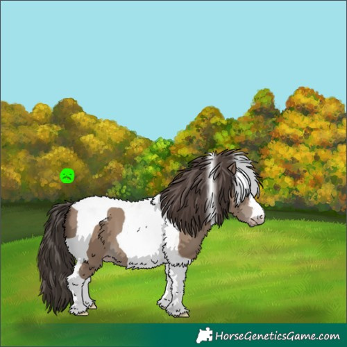 Horse Color:Classic Champagne Tobiano