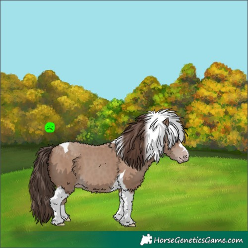 Horse Color:Classic Champagne Tobiano 