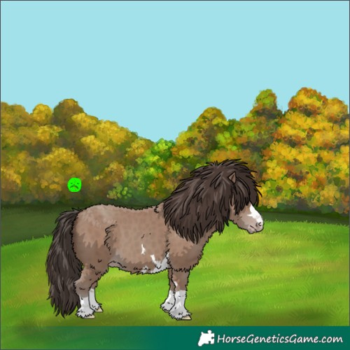 Horse Color:Classic Champagne 