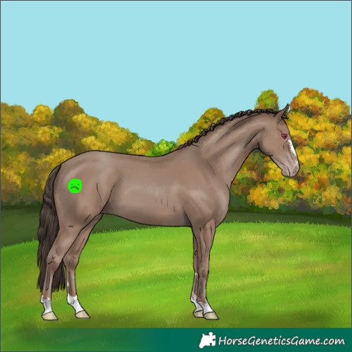 Horse Color:Classic Champagne