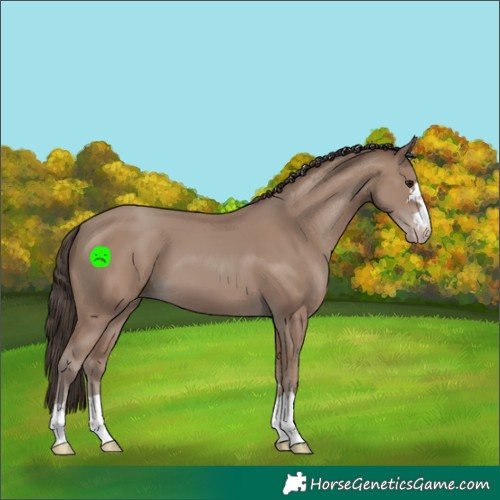 Horse Color:Classic Champagne