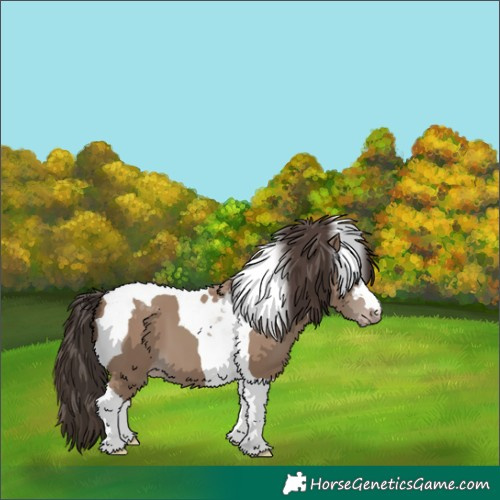Horse Color:Classic Champagne Tobiano