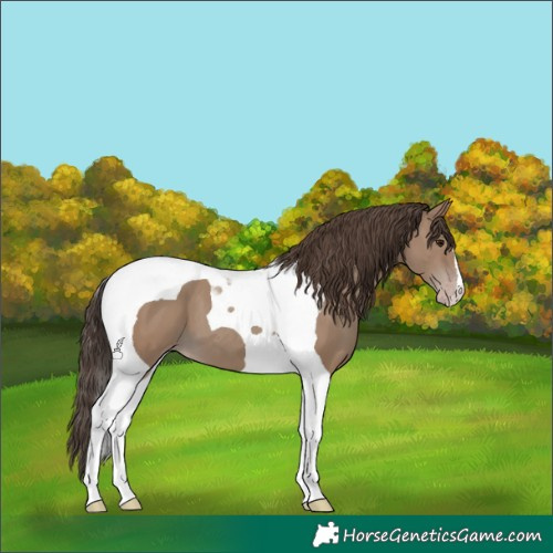 Horse Color:Classic Champagne Tobiano