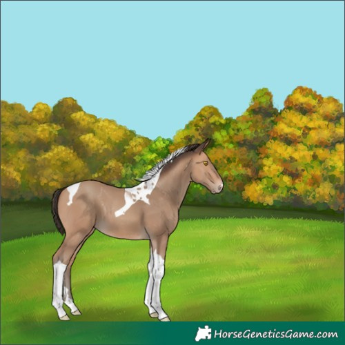 Horse Color:Amber Champagne Tobiano