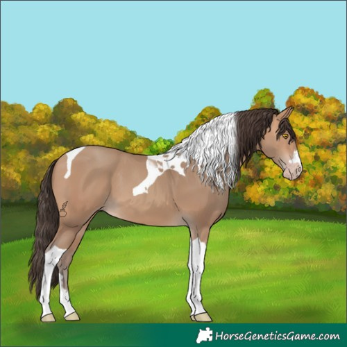 Horse Color:Amber Champagne Tobiano