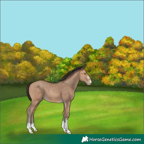 Horse Color:Amber Champagne 