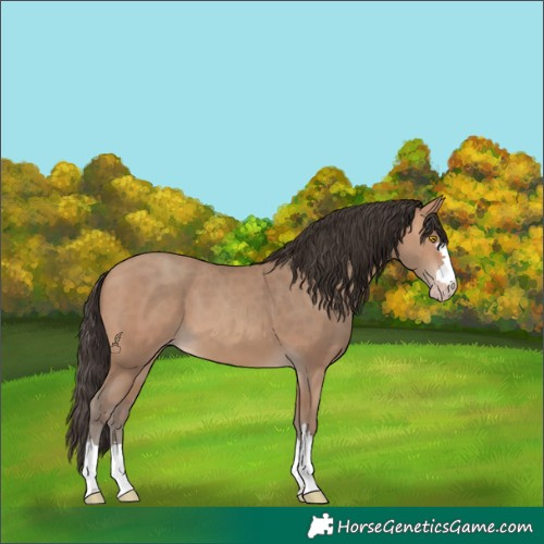 Horse Color:Amber Champagne 