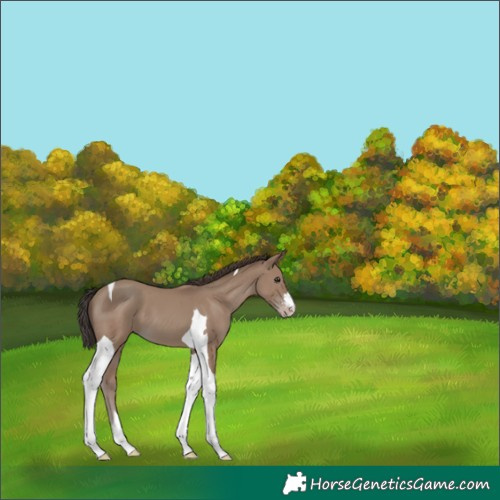 Horse Color:Classic Champagne Tobiano 