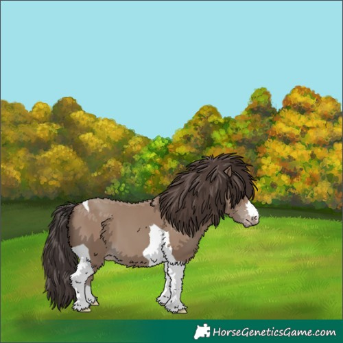 Horse Color:Classic Champagne Tobiano 