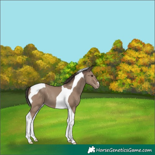 Horse Color:Classic Champagne Tobiano 