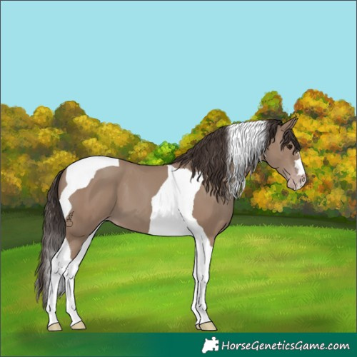 Horse Color:Classic Champagne Tobiano 