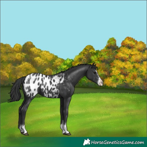 Horse Color:Black Appaloosa