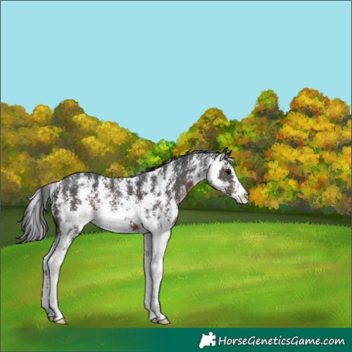 Horse Color:Brown Sabino