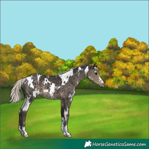 Horse Color:White Spotted Silver Smoky Black 