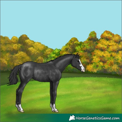 Horse Color:Black Rabicano 