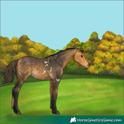 Horse Color:White Spotted Buckskin 