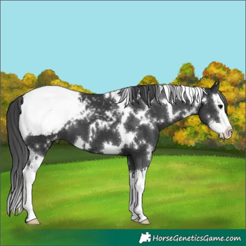 Horse Color:White Spotted Black Splash Snowcap