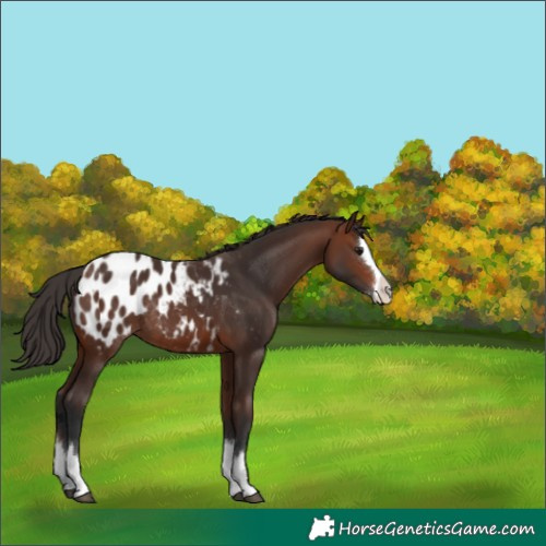 Horse Color:Brown Splash Appaloosa Rabicano 
