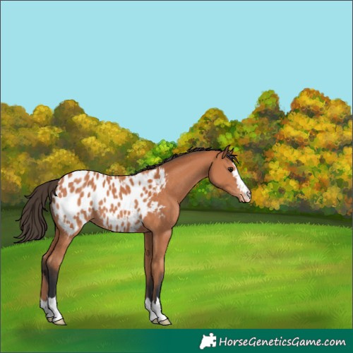 Horse Color:Bay Blanket 