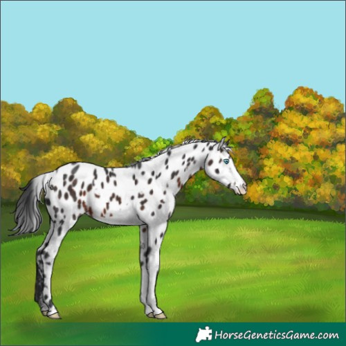 Horse Color:White Spotted Brown Frame Appaloosa