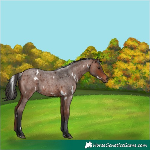 Horse Color:White Spotted Brown Roan