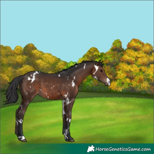 Horse Color:White Spotted Brown