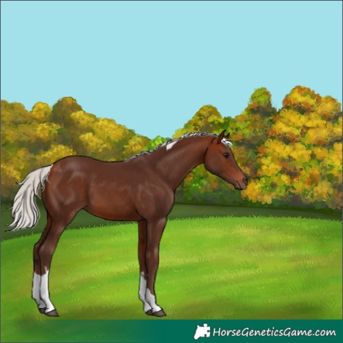 Horse Color:White Spotted Silver Bay Tobiano 