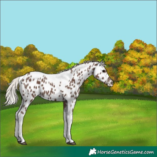 Horse Color:Silver Black Tobiano Appaloosa 
