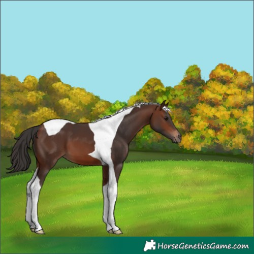 Horse Color:Brown Tobiano