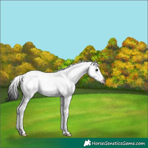 Horse Color:Gray White Spotted Black Tobiano 