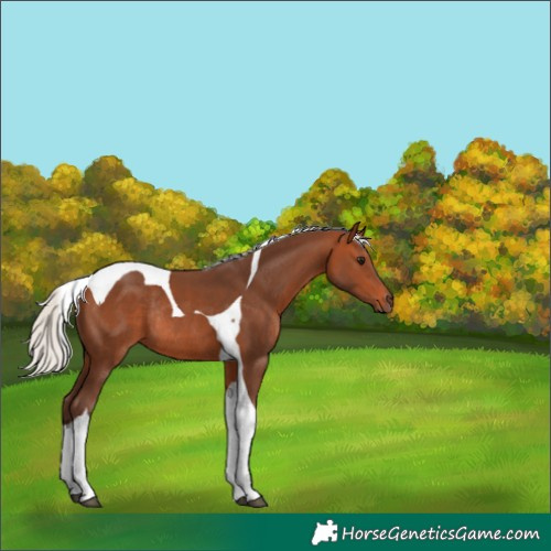Horse Color:Silver Bay Tobiano Rabicano