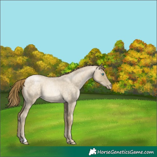 Horse Color:Buckskin Roan Pearl Dun 