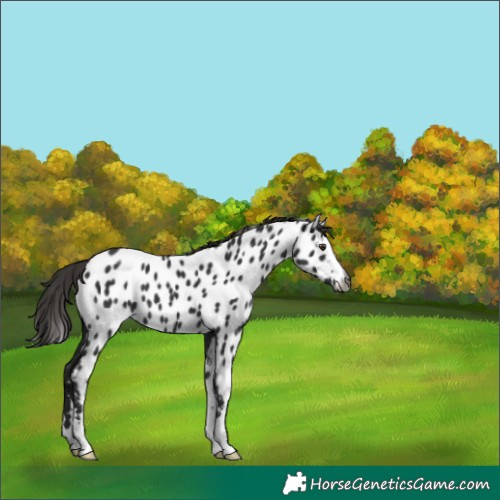 Horse Color:Gray Liver Chestnut Appaloosa 