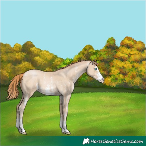 Horse Color:Buckskin Pearl Sabino