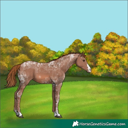 Horse Color:Chestnut Ice 