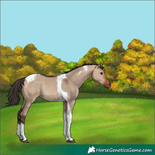 Horse Color:Bay Dun Tobiano Rabicano