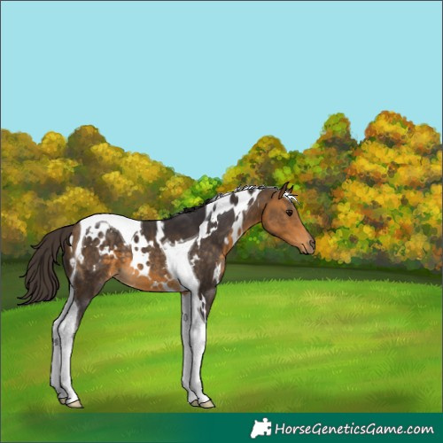 Horse Color:White Spotted Buckskin Tobiano