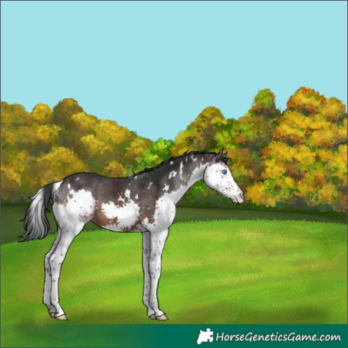 Horse Color:White Spotted Brown Splash