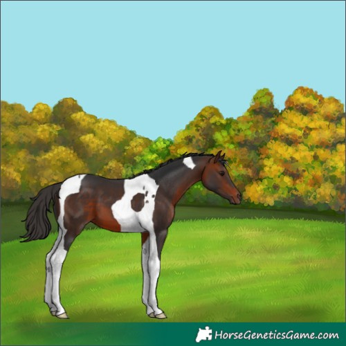 Horse Color:Bay Tobiano