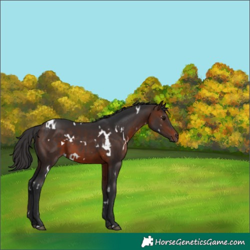 Horse Color:White Spotted Brown