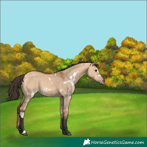 Horse Color:White Spotted Bay Dun