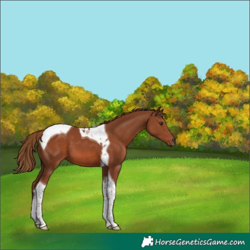 Horse Color:Chestnut Tobiano