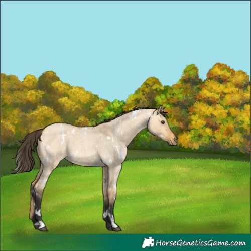 Horse Color:White Spotted Buckskin Roan Dun