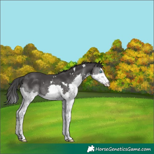 Horse Color:White Spotted Black Splash