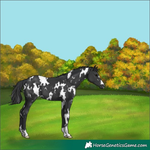 Horse Color:White Spotted Black 