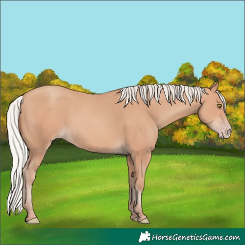 Horse Color:Silver Amber Champagne Frame 