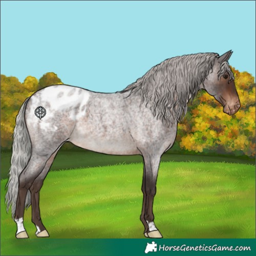 Horse Color:Silver Brown Roan Appaloosa 