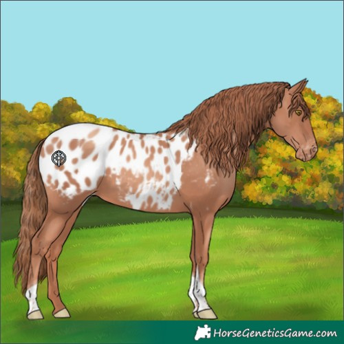 Horse Color:Gold Champagne Tobiano Appaloosa 