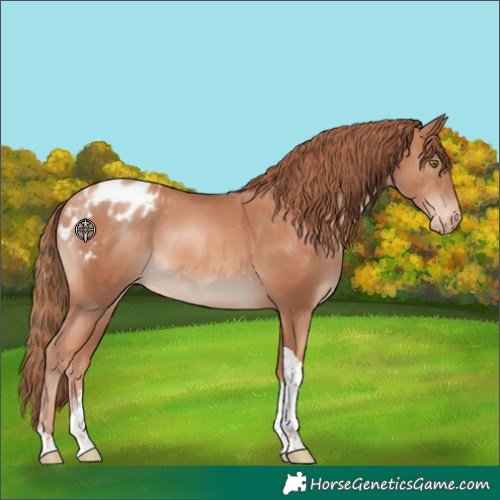 Horse Color:Gold Champagne Tobiano Appaloosa 